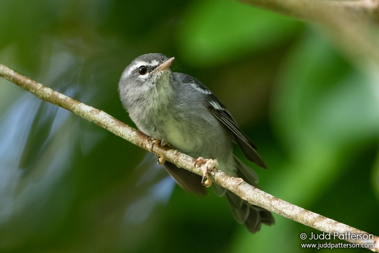 Plumbeous Warbler, Guadeloupe